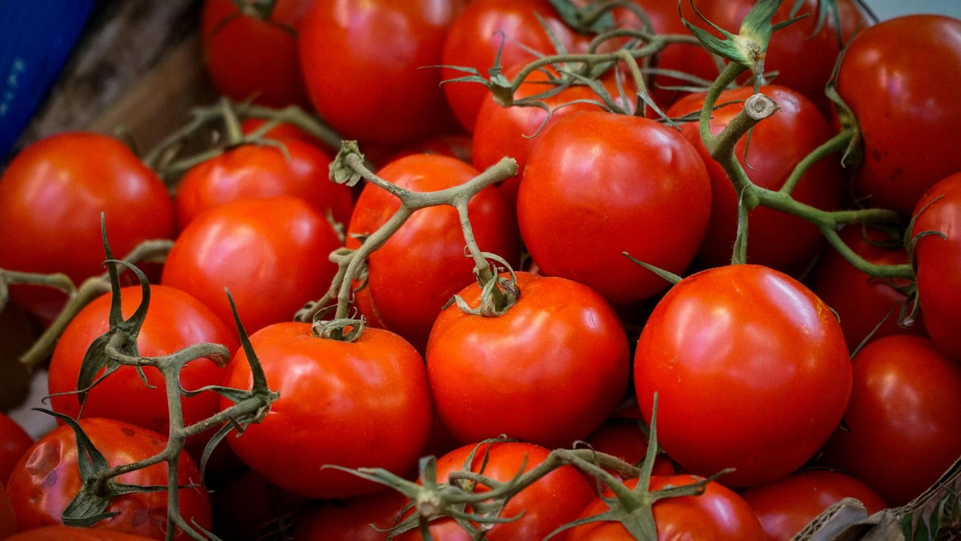 Ripe red tomatoes on the vine, the classic source of lycopene once cooked with a healthy fat