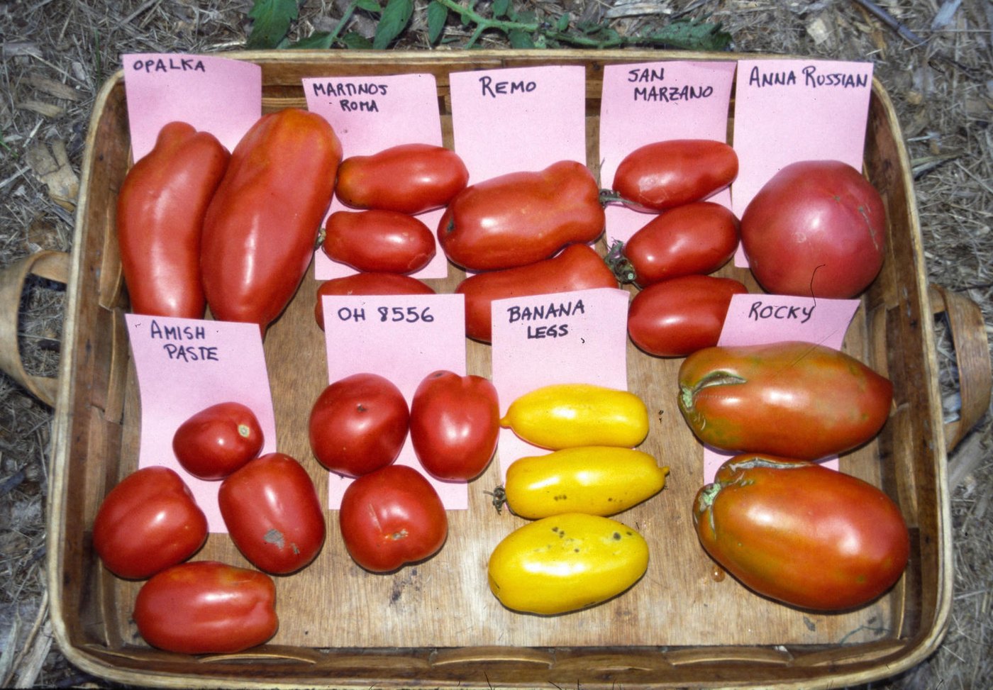 A labelled tray of paste tomato varieties including Amish Paste, San Marzano and Opalka
