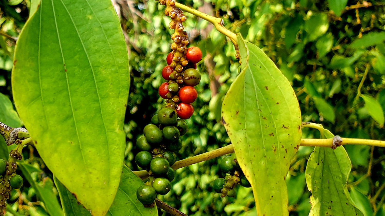 Ripe red and unripe green Kampot pepper berries on the vine
