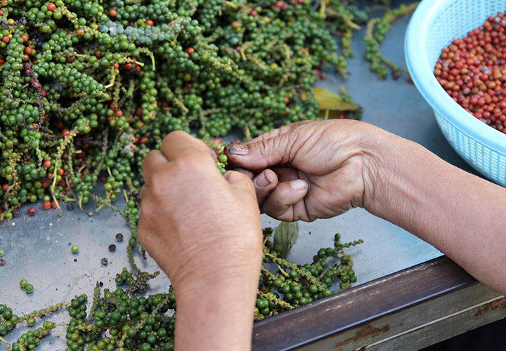 Hand sorting freshly harvested Kampot pepper spikes