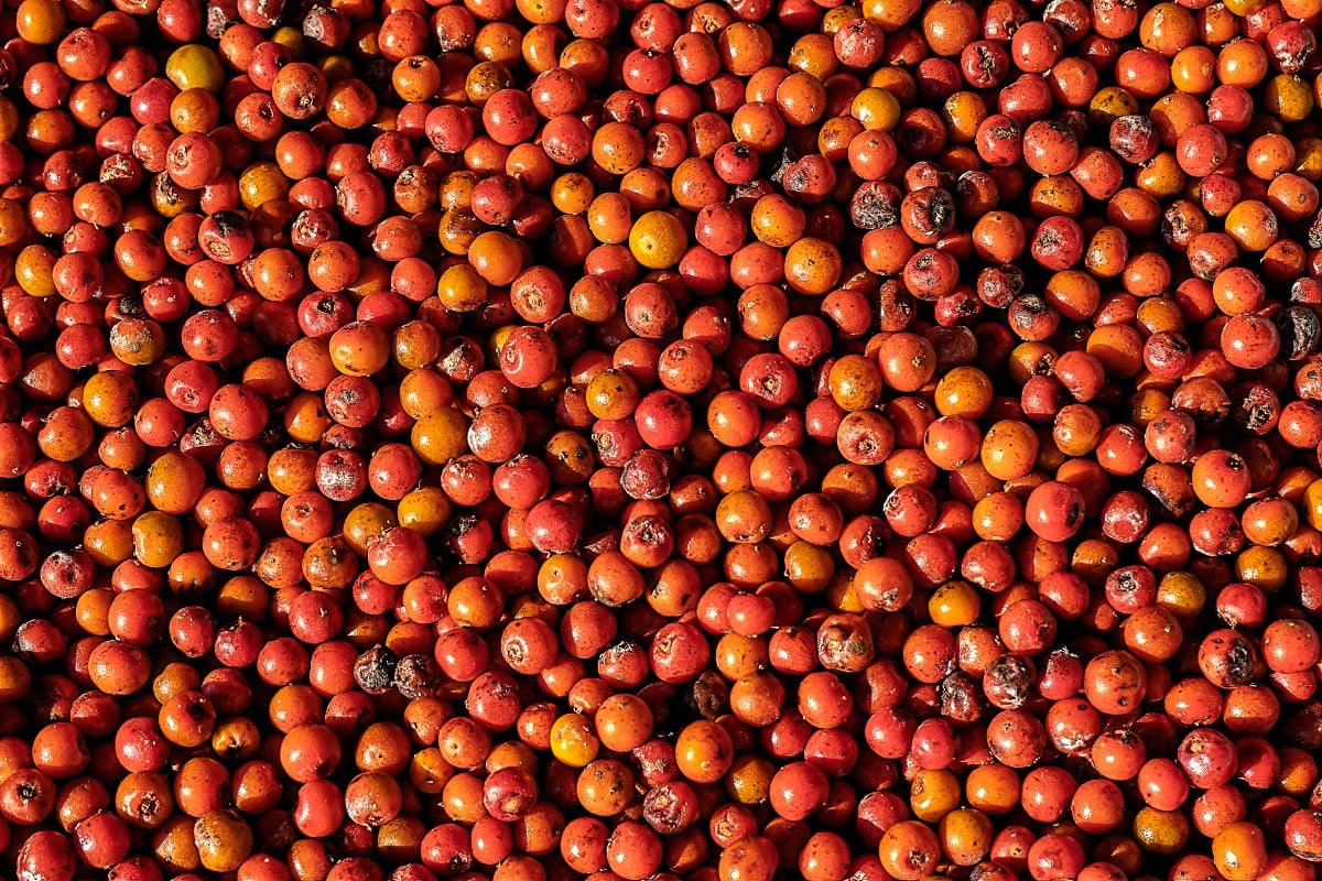 A harvest of fully ripe red and orange Kampot pepper berries
