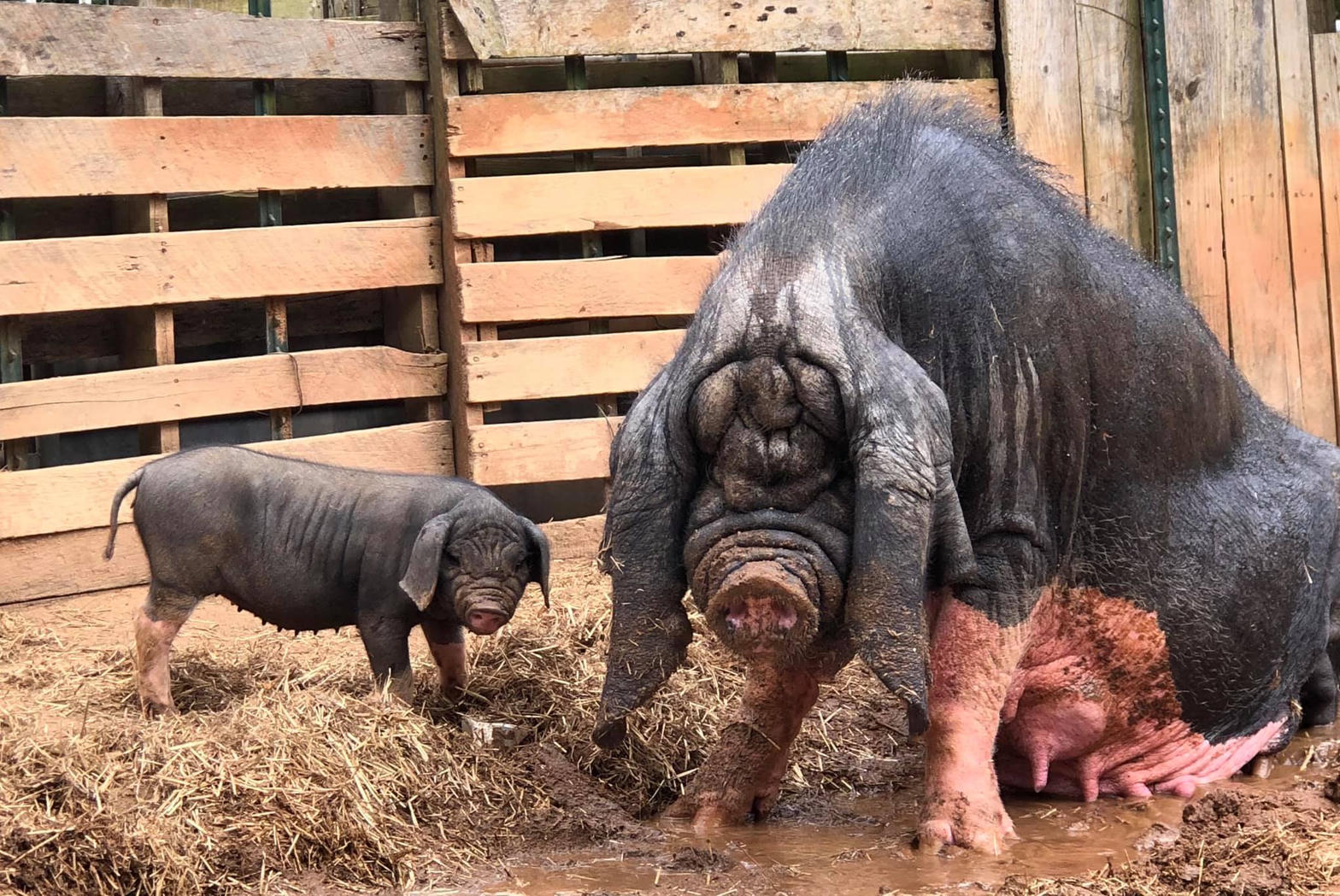 A heavily wrinkled black Meishan sow with a lop-eared piglet in a straw-bedded pen