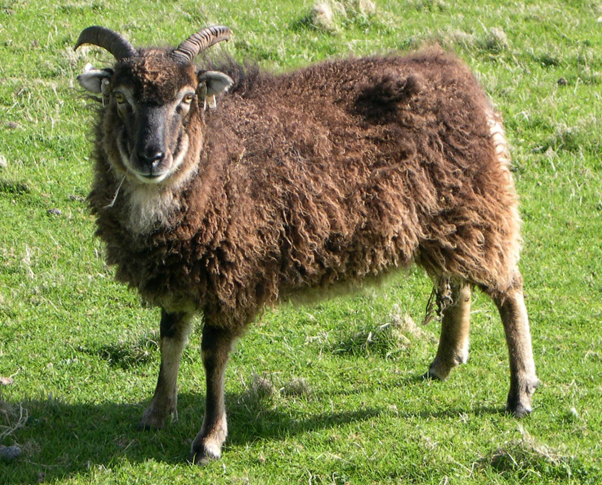 A small brown horned Soay sheep with a shaggy fleece standing on green grass