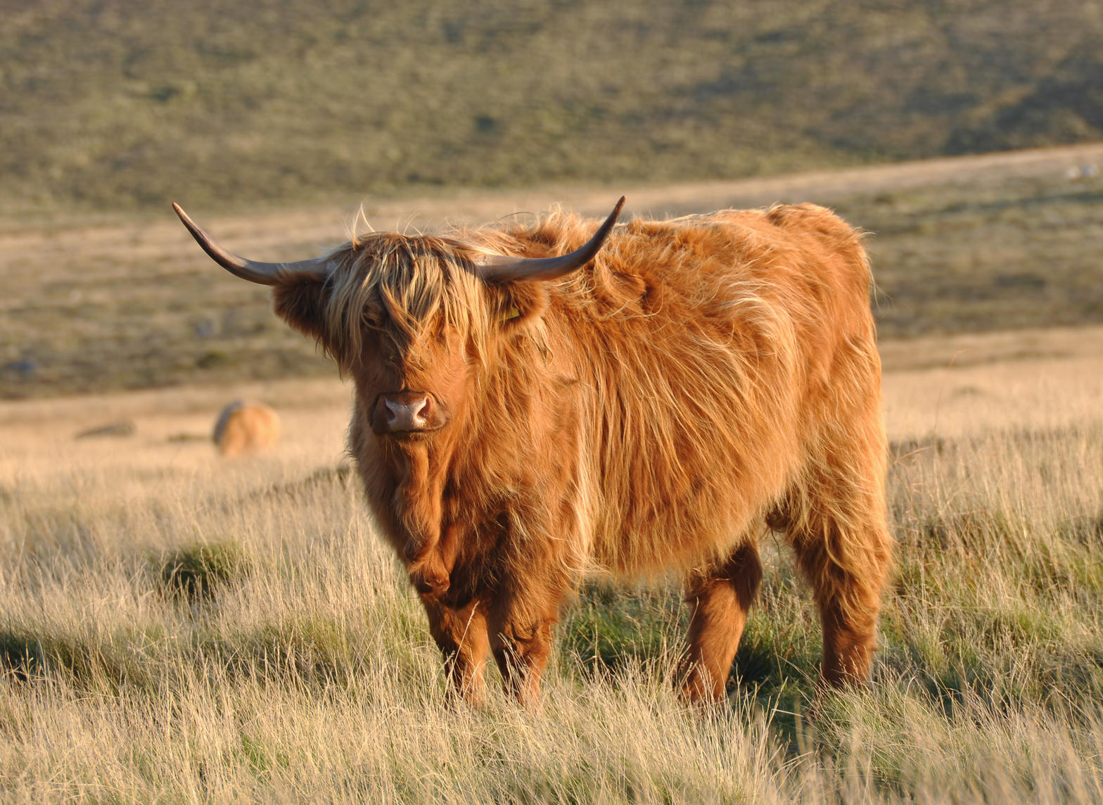 A shaggy red Highland cow with long curved horns standing on rough hill pasture