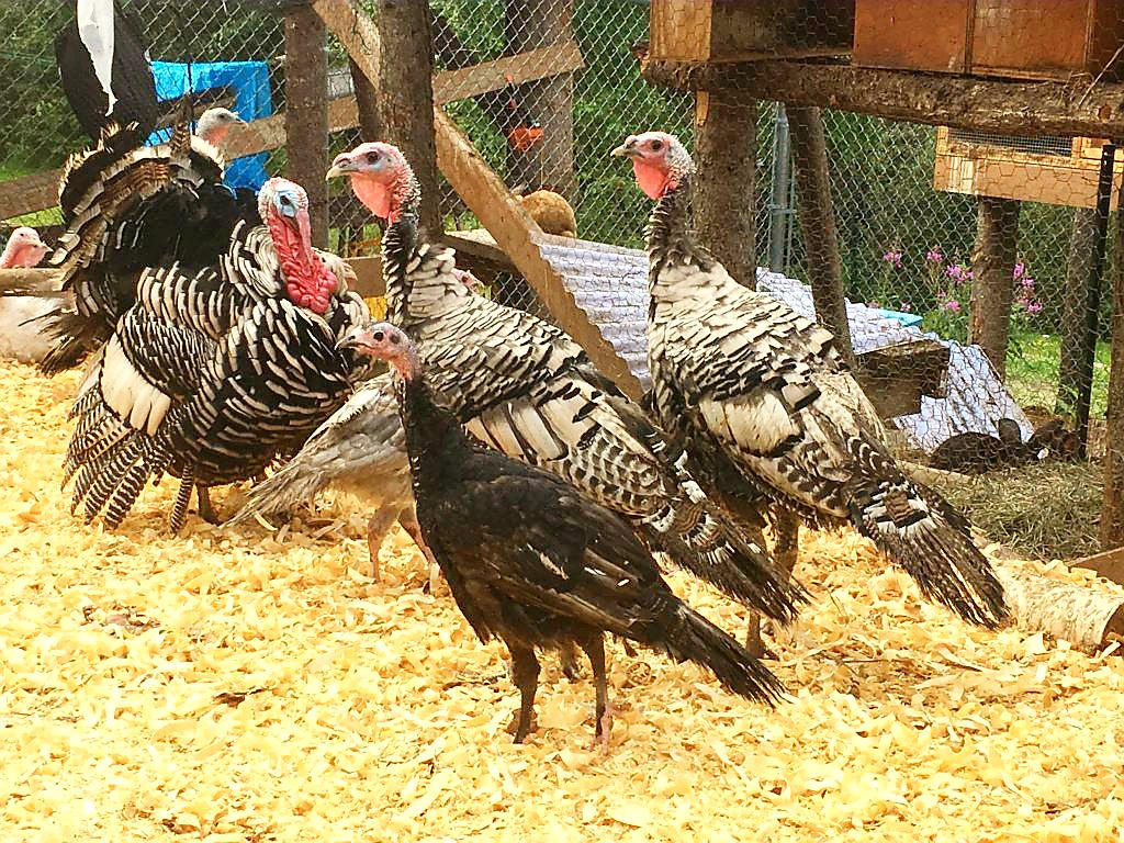 A small flock of barred and black heritage turkeys on wood shavings beside a wire run and coop