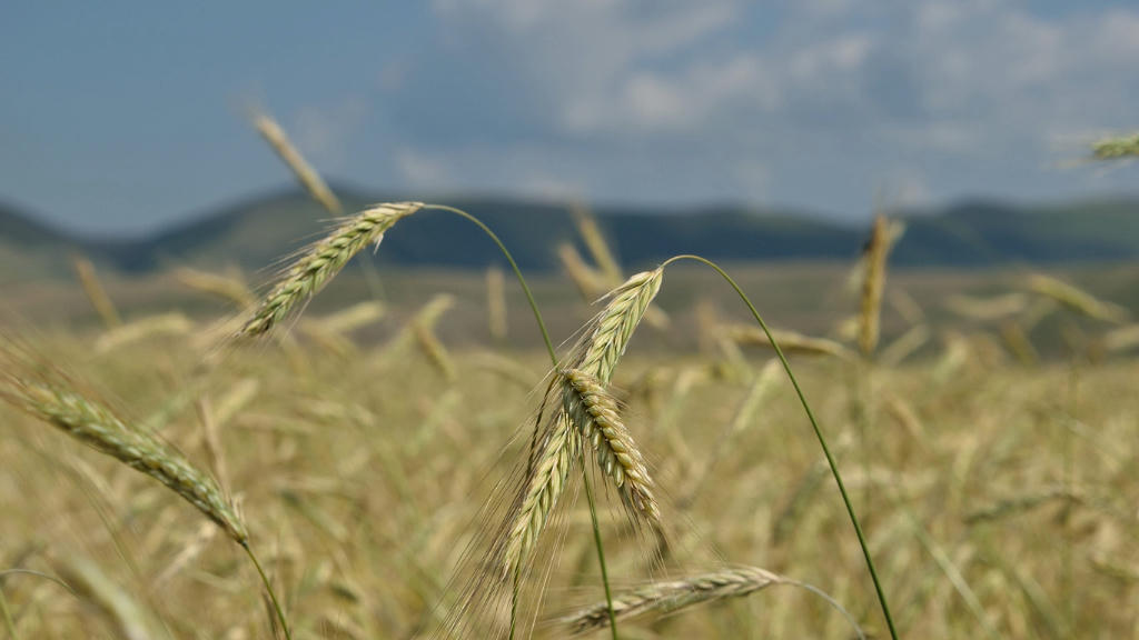Emmer wheat growing in a field, the ripe hulled ears catching the light with hills behind