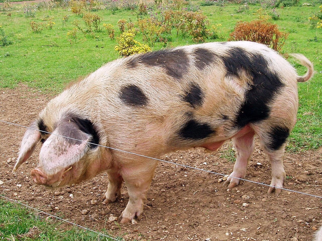 A spotted black and white pig with large forward ears rooting in a bare paddock