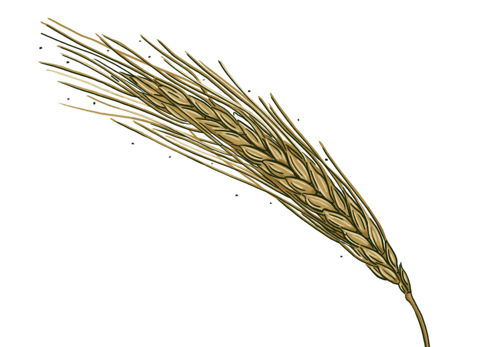 Illustration of a single einkorn ear, long awns and a slender hulled spike