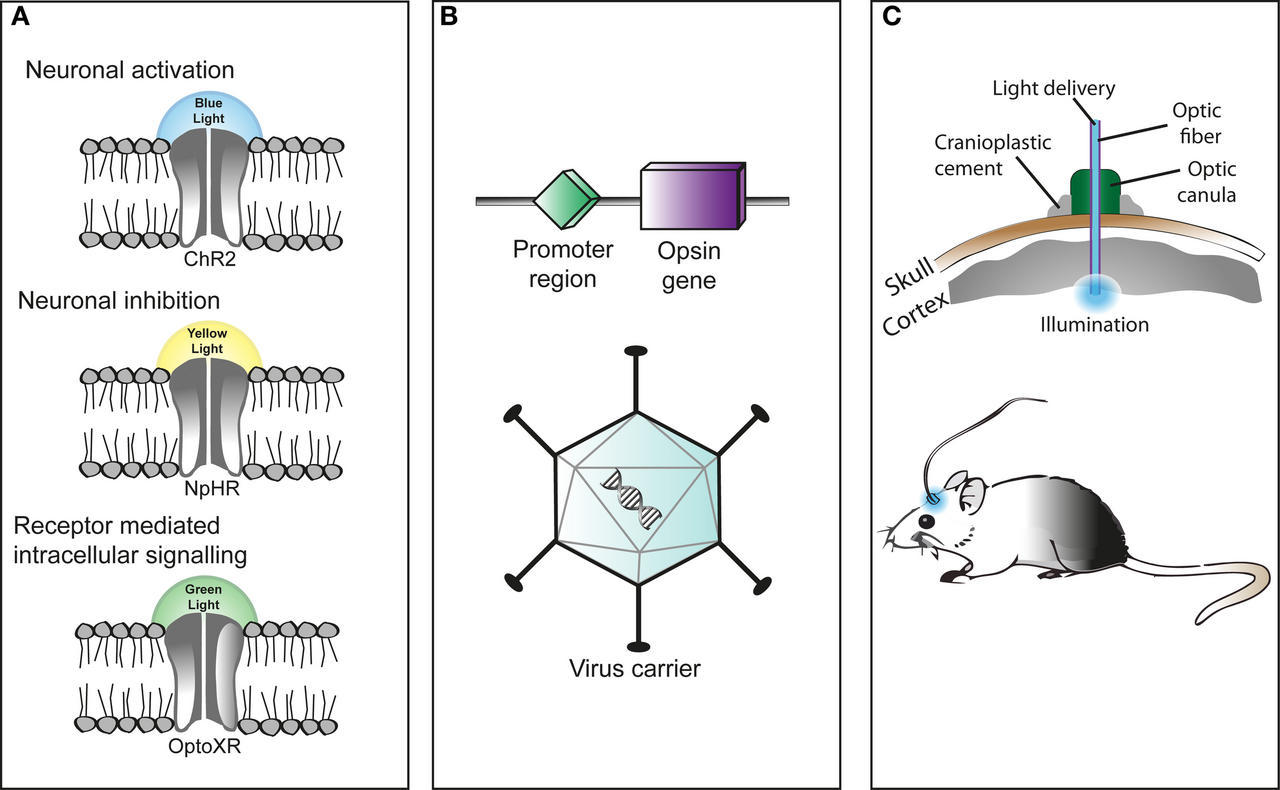 Schematic of optogenetic stimulation: light-gated channels, a viral vector carrying the opsin gene, and fibre-optic light delivery in a mouse